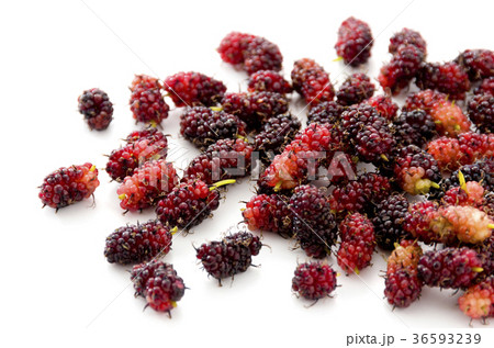 クワの実 36593239