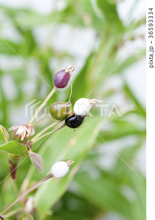 数珠玉 数珠玉 36593334