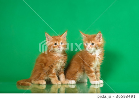 Two Cute Maine coon kittens on green bacground 36593491