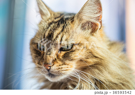 バルパライソの毛長猫の写真素材