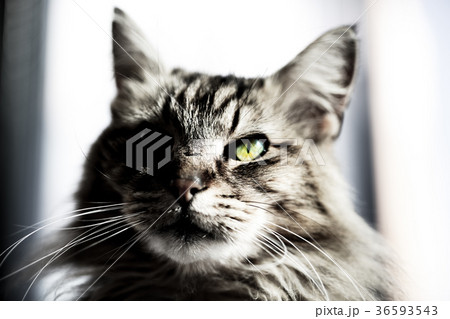 バルパライソの毛長猫 バルパライソの毛長猫 36593543