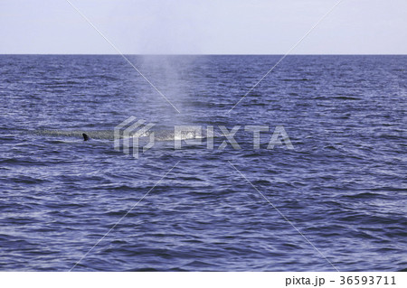 Bryde's whale or Eden's whale i 36593711