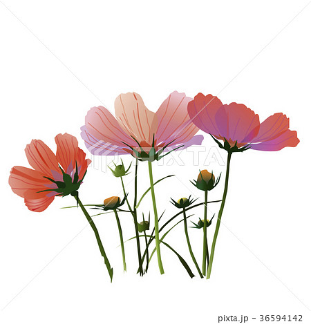 コスモス コスモス 36594142