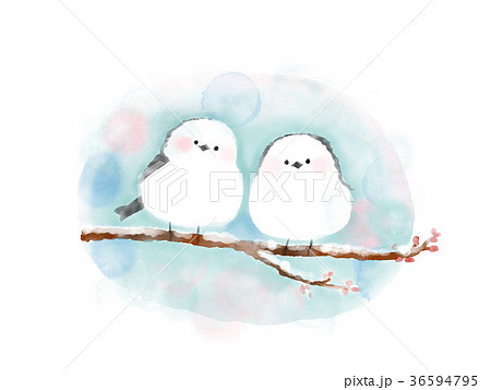 シマエナガ 冬の鳥のイラスト素材 36594795 Pixta