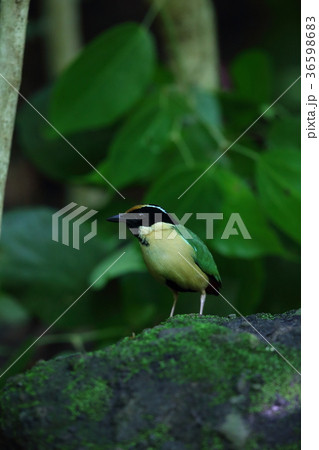 インドネシアノドグロヤイロチョウ 36598683