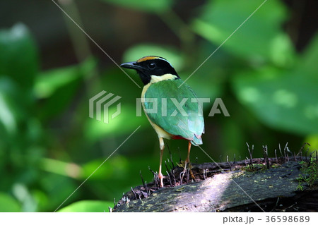 インドネシアノドグロヤイロチョウ インドネシアノドグロヤイロチョウ 36598689