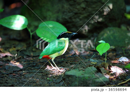 インドネシアノドグロヤイロチョウ 36598694