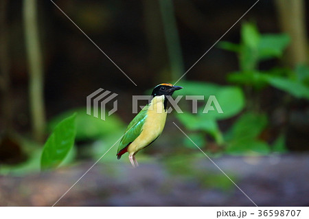 インドネシアノドグロヤイロチョウ 36598707