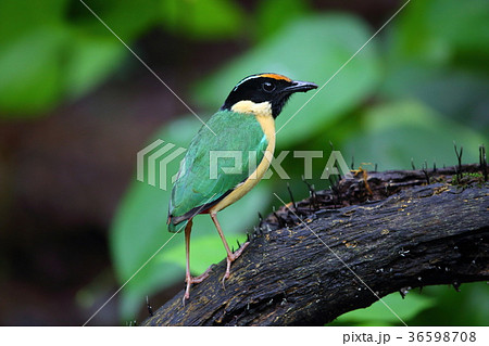 インドネシアノドグロヤイロチョウ インドネシアノドグロヤイロチョウ 36598708
