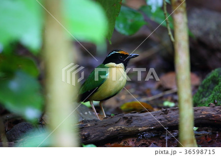 インドネシアノドグロヤイロチョウ 36598715