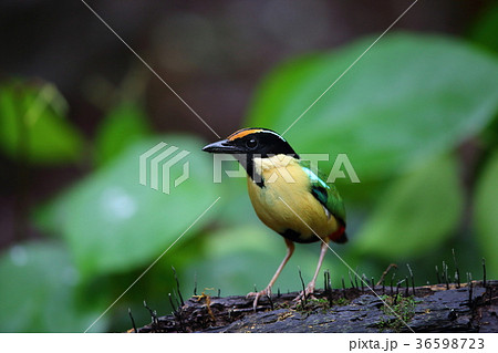 インドネシアノドグロヤイロチョウ インドネシアノドグロヤイロチョウ 36598723