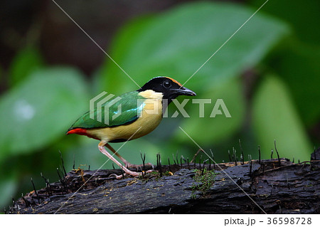 インドネシアノドグロヤイロチョウ 36598728