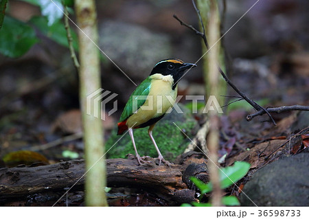 インドネシアノドグロヤイロチョウ インドネシアノドグロヤイロチョウ 36598733