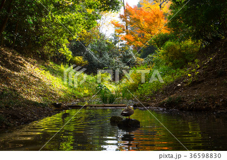 紅葉を映す鴨のいる池のほとり A 寄りの写真素材