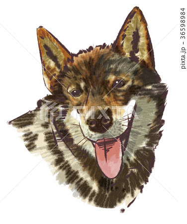 四国犬顔アップ 水彩風 のイラスト素材