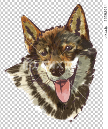 四国犬顔アップ(水彩風) 36598984