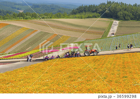 北海道のイメージ、夏の四季彩の丘 36599298