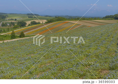 北海道のイメージ、夏の四季彩の丘 36599303