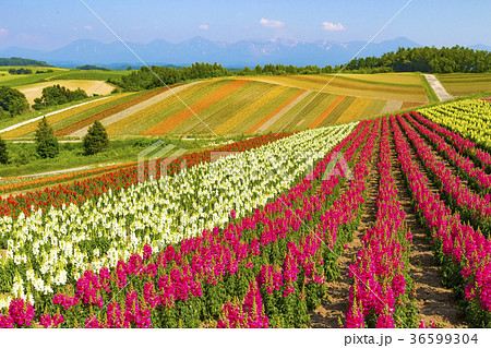 北海道のイメージ、夏の四季彩の丘 36599304
