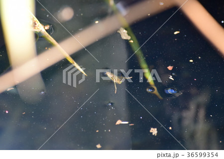 マツモムシ 36599354