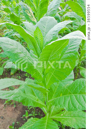 Tobacco leafs in a plant,North East,Thailand 36599554