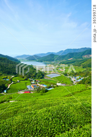 緑茶畑 観光地 木 36599718