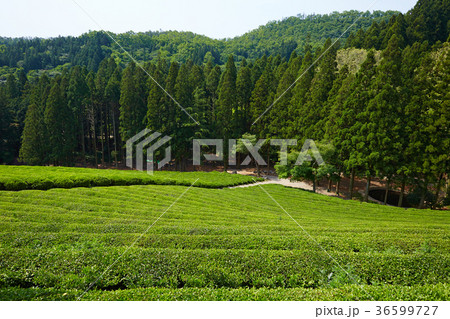 緑茶畑 自然 木 36599727