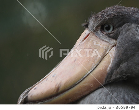 ハシビロコウ 36599794