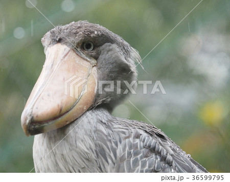 ハシビロコウ ハシビロコウ 36599795