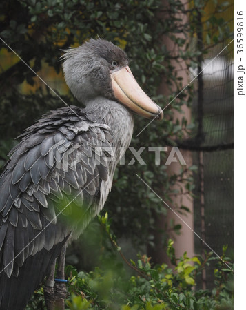 ハシビロコウ ハシビロコウ 36599816