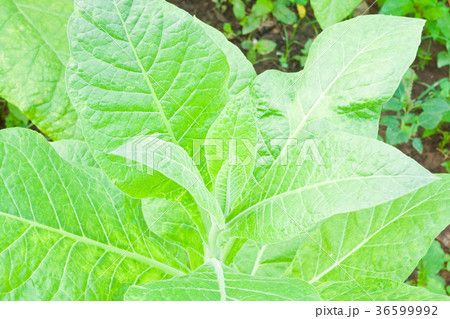 Tobacco leafs in a plant,North East,Thailand Tobacco leafs in a plant,North East,Thailand 36599992