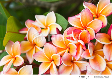 Plumeria flowers Plumeria flowers 36600208