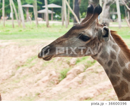 Giraffe Giraffe 36600396