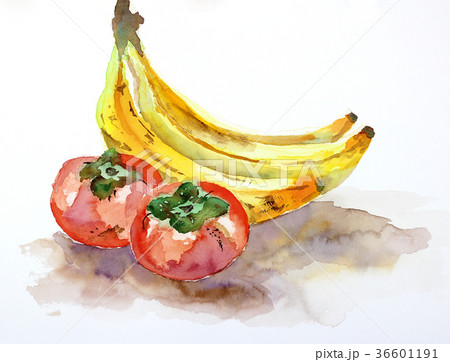 水彩バナナと柿の手描き静物画果物イラストのイラスト素材 [36601191