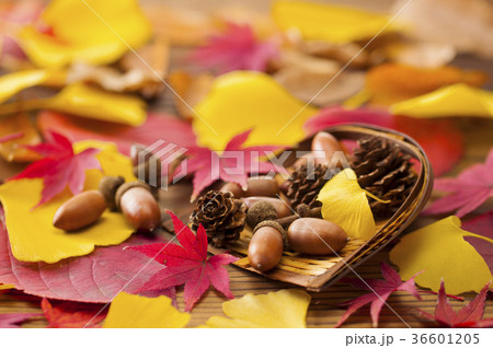 秋イメージ 36601205