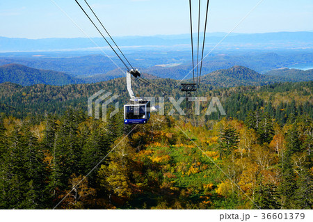 北海道　旭岳　紅葉 36601379