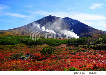 北海道 旭岳 紅葉 北海道 旭岳 紅葉 36601392