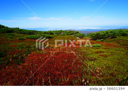 北海道 旭岳 紅葉 北海道 旭岳 紅葉 36601394