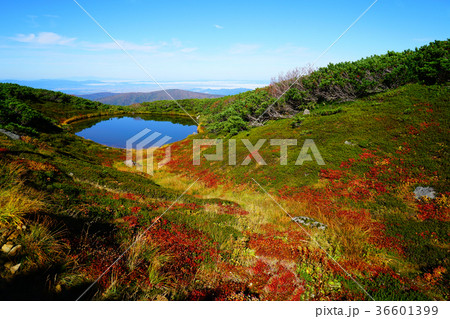 北海道　旭岳　紅葉 36601399