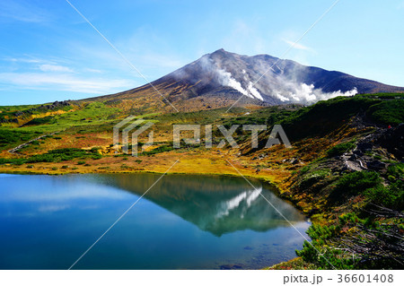 北海道　旭岳　紅葉 36601408