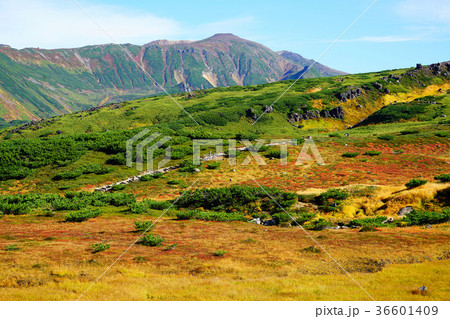北海道　旭岳　紅葉 36601409
