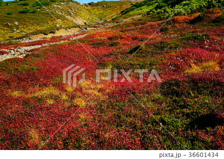 北海道　旭岳　紅葉 36601434