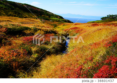 北海道　旭岳　紅葉 36601437