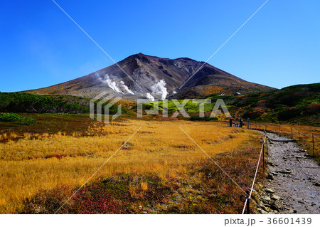 北海道　旭岳　紅葉 36601439