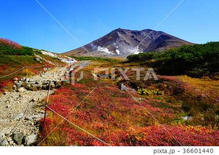 北海道　旭岳　紅葉 36601440