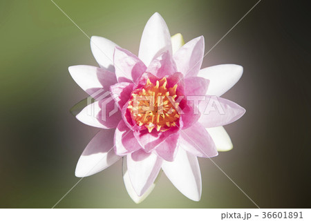 Lotus flower or blossom buds blossoming on the pon Lotus flower or blossom buds blossoming on the pon 36601891
