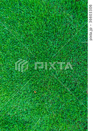 Green meadow grass background Green meadow grass background 36603306