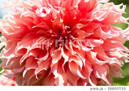 Dahlia/ダリア・天涯 36603530