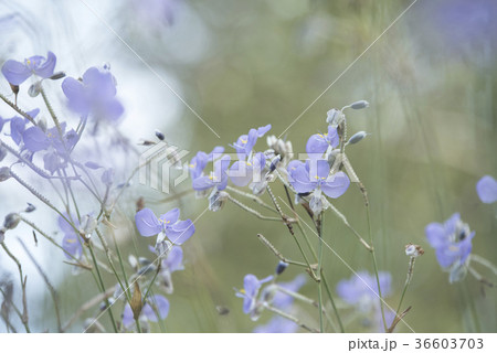 flowers in the pastel color flowers in the pastel color 36603703