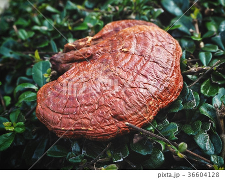 Ganoderma Lucidum - Ling Zhi Mushroom 36604128